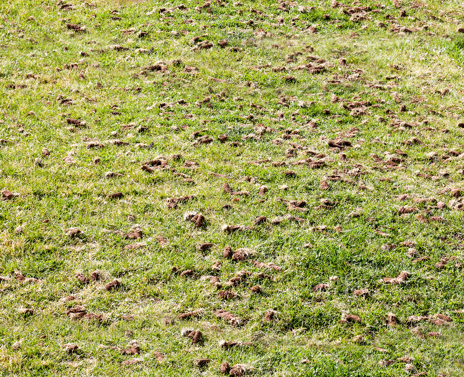 Aeration & Overseeding Programs Marietta GA