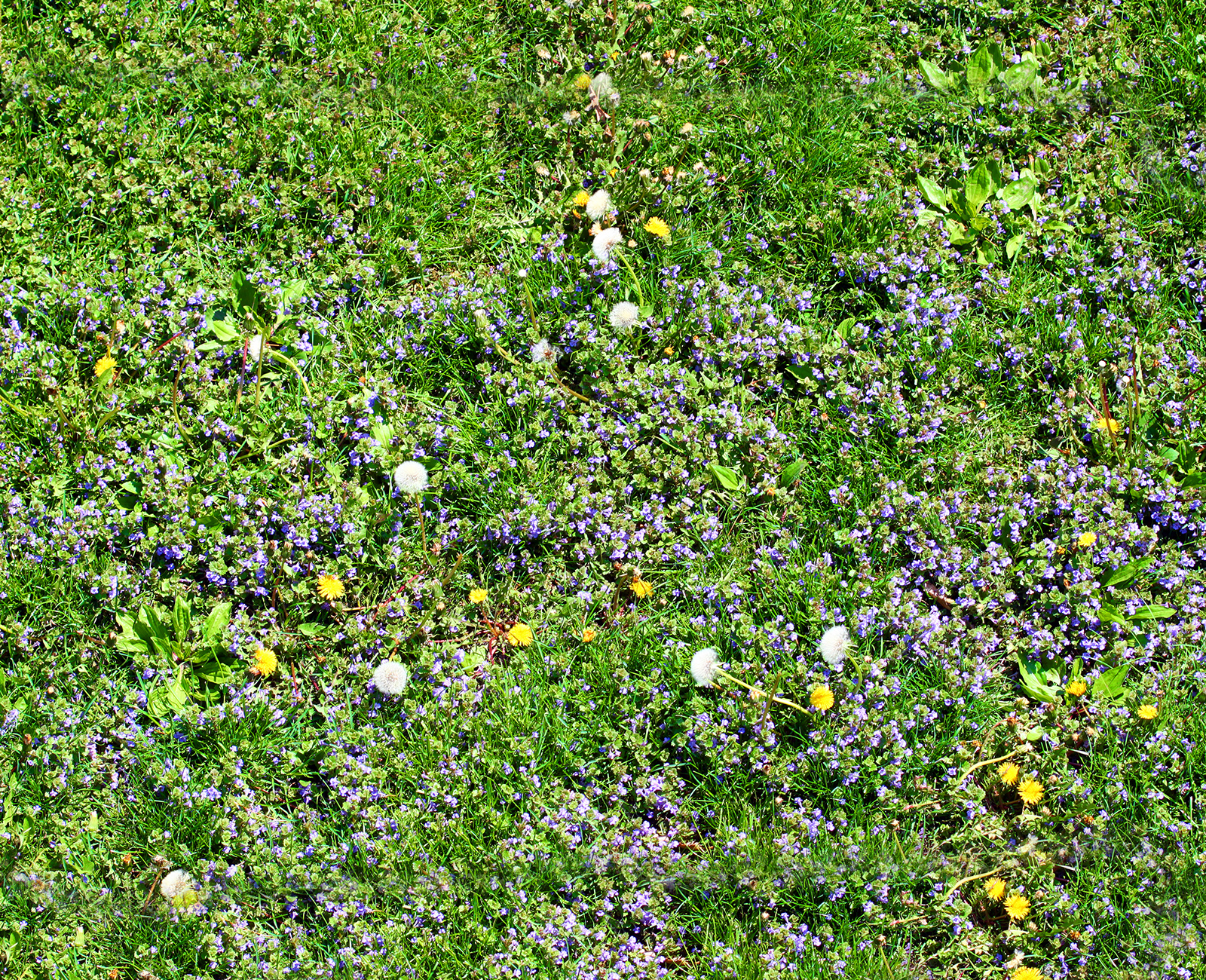 Seasonal Weed and Crabgrass Control Marietta GA