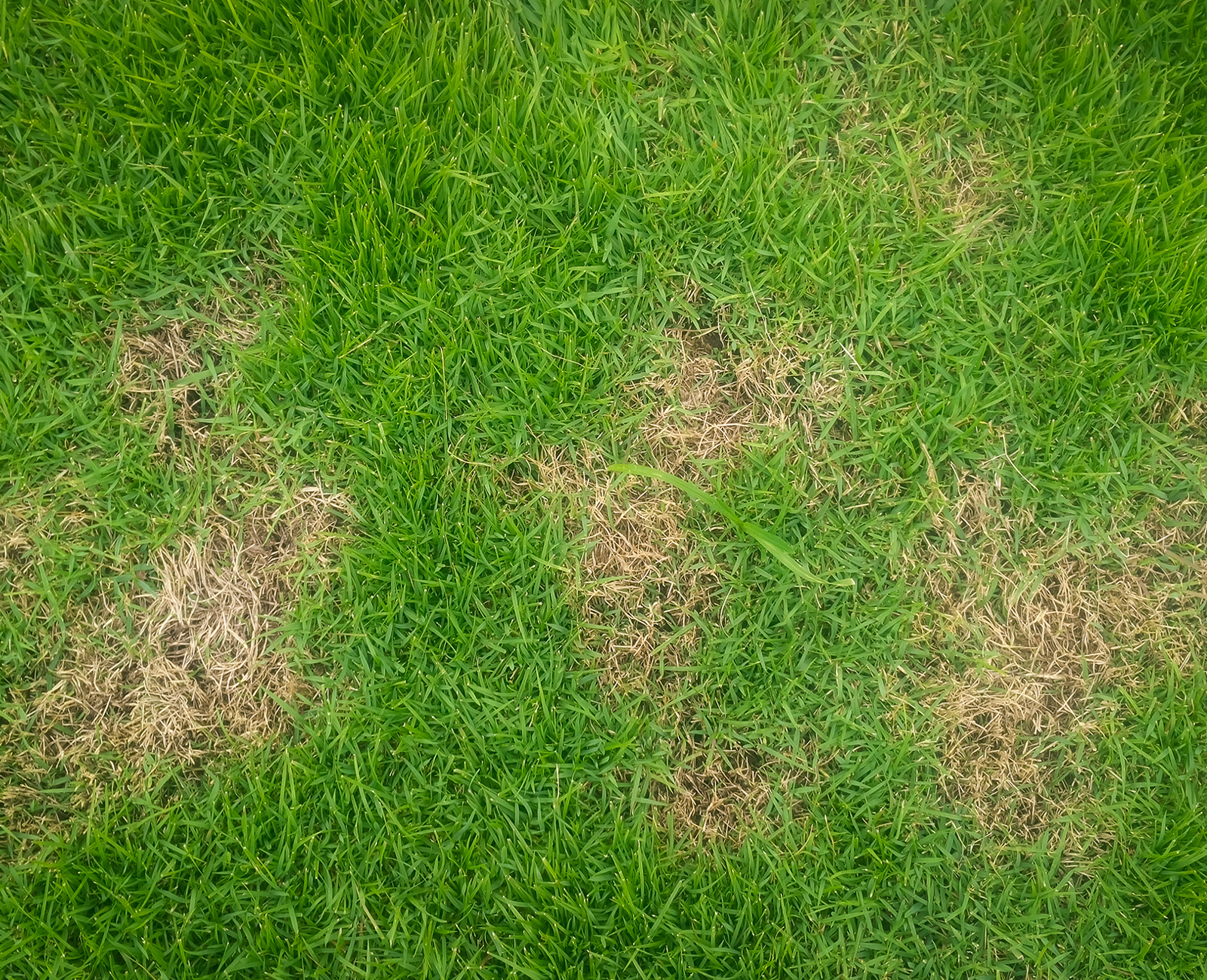 Lawn Fungus Control Programs Marietta GA