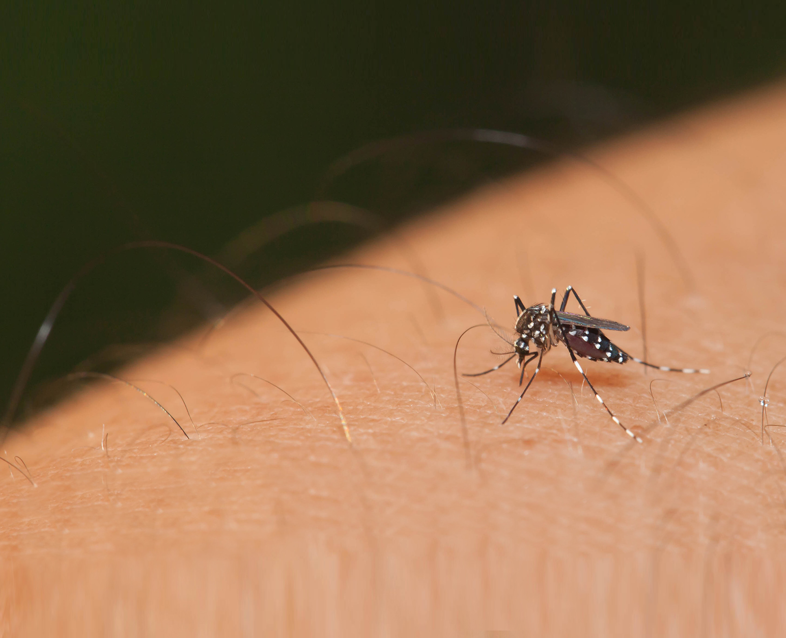 Mosquito Control and Prevention Marietta GA