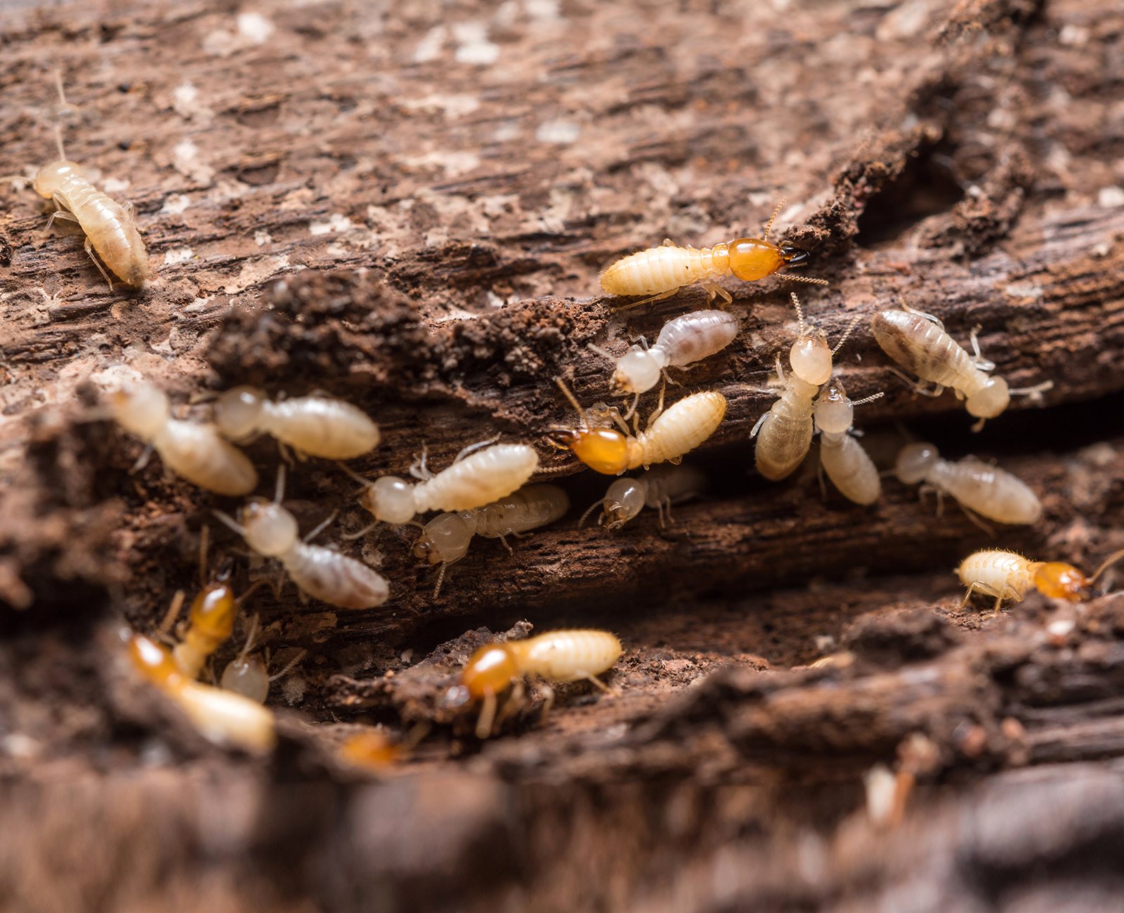 Termite Control and Prevention Marietta GA