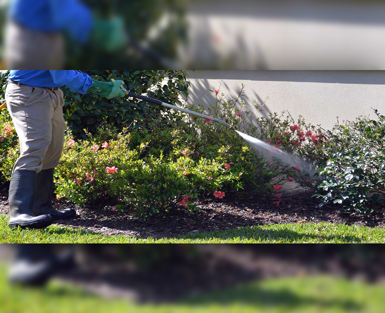Maple Leaf Tree and Shrub Care Marietta GA