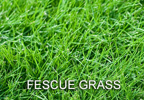 Fescue Grass Planting Marietta GA