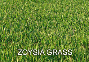 Zoysia Grass Marietta GA