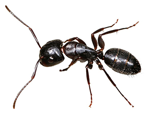 ant control canton ga