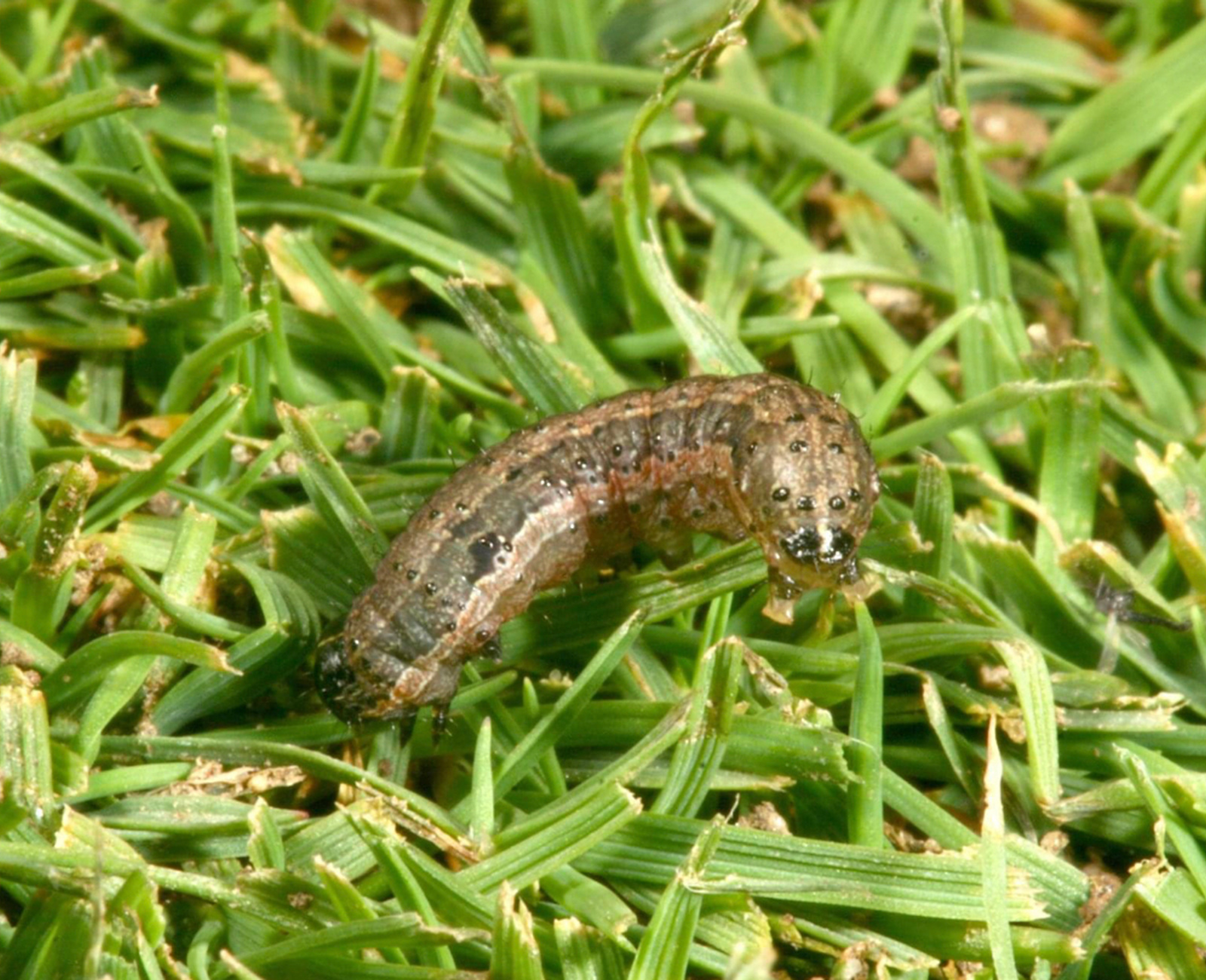 Army Worm Control Programs Marietta GA