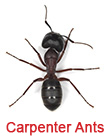 Carpenter Ant Prevention Holly Springs GA