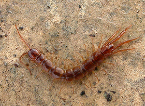 centipede control woodstock ga