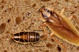 Cockroach Control Cumming GA