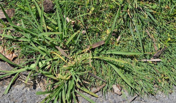 crabgrass control Cumming GA