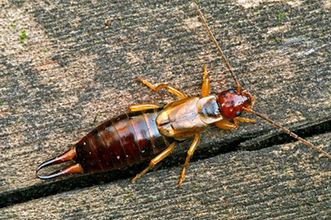 earwig control marietta ga