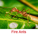 Fire Ant Extermination Holly Springs GA