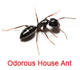 Odorous House Ant Extermination Holly Springs GA