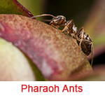 Pharaoh Ant Extermination Holly Springs GA