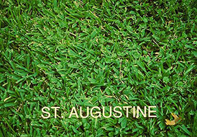 St. Augustine Grass Planting Marietta GA