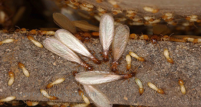 Termite Control Buckhead GA