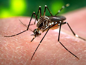 mosquito control Smyrna  GA